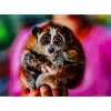 KARE Design Bild Glas Slow Loris 80X120- Bilder