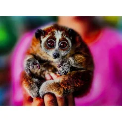 KARE Design Bild Glas Slow Loris 80X120- Bilder