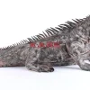 KARE Design Deko Objekt Iguana 135Cm- Deko & Geschenkartikel