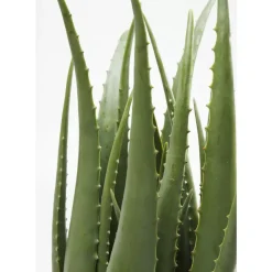 KARE Design Deko Pflanze Aloe 69Cm- Deko & Geschenkartikel
