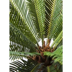 KARE Design Deko Pflanze Cycas Tree 78Cm- Deko & Geschenkartikel