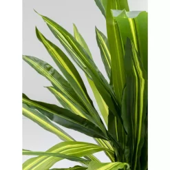 KARE Design Deko Pflanze Dracaena Fragrans 180Cm- Deko & Geschenkartikel