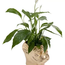 KARE Design Deko Ubertopf Bulldog Gold- Aufbewahrung & Ordnung