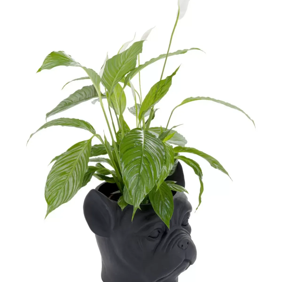 KARE Design Deko Ubertopf Bulldog Schwarz- Aufbewahrung & Ordnung