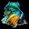KARE Design Glasbild Aqua Queen Fish 100X100Cm- Bilder