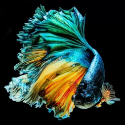 KARE Design Glasbild Aqua Queen Fish 100X100Cm- Bilder