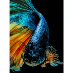 KARE Design Glasbild Aqua Queen Fish 100X100Cm- Bilder
