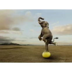 KARE Design Glasbild Balance Elephant 150X100Cm- Bilder