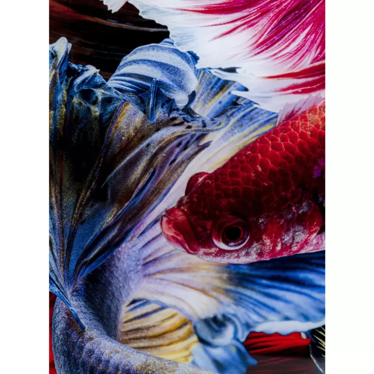 KARE Design Glasbild Colorful Swarm Fish 120X120Cm- Bilder