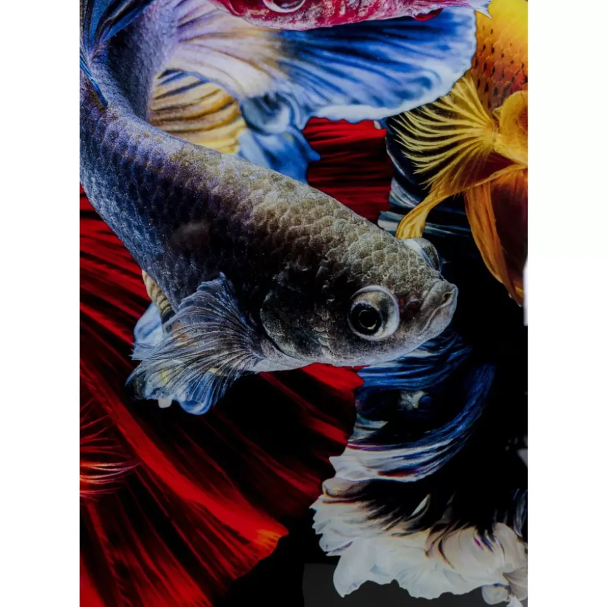 KARE Design Glasbild Colorful Swarm Fish 120X120Cm- Bilder