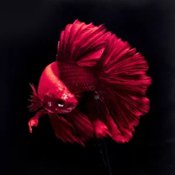 KARE Design Glasbild Fire Fish 100X100Cm- Bilder