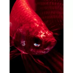 KARE Design Glasbild Fire Fish 100X100Cm- Bilder