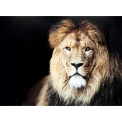 KARE Design Glasbild King Of Lion 150X100Cm- Bilder