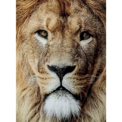 KARE Design Glasbild King Of Lion 150X100Cm- Bilder
