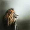 KARE Design Glasbild Lion King 100X100Cm- Bilder