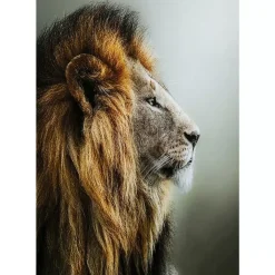 KARE Design Glasbild Lion King 100X100Cm- Bilder