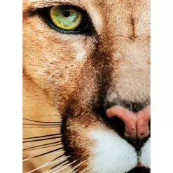 KARE Design Glasbild Lioness 150X100Cm- Bilder