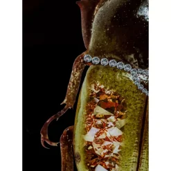 KARE Design Glasbild Shiney Dung Beetle 80X120Cm- Bilder