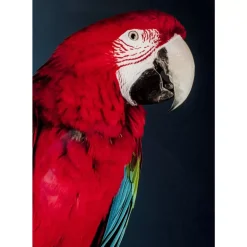 KARE Design Glasbild Twin Parrot 80X120Cm- Bilder